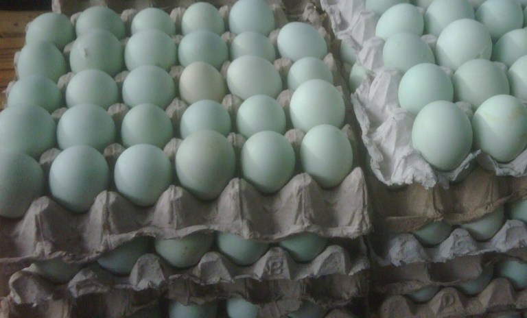 Persiapan telur dan konsumsi telur bebek