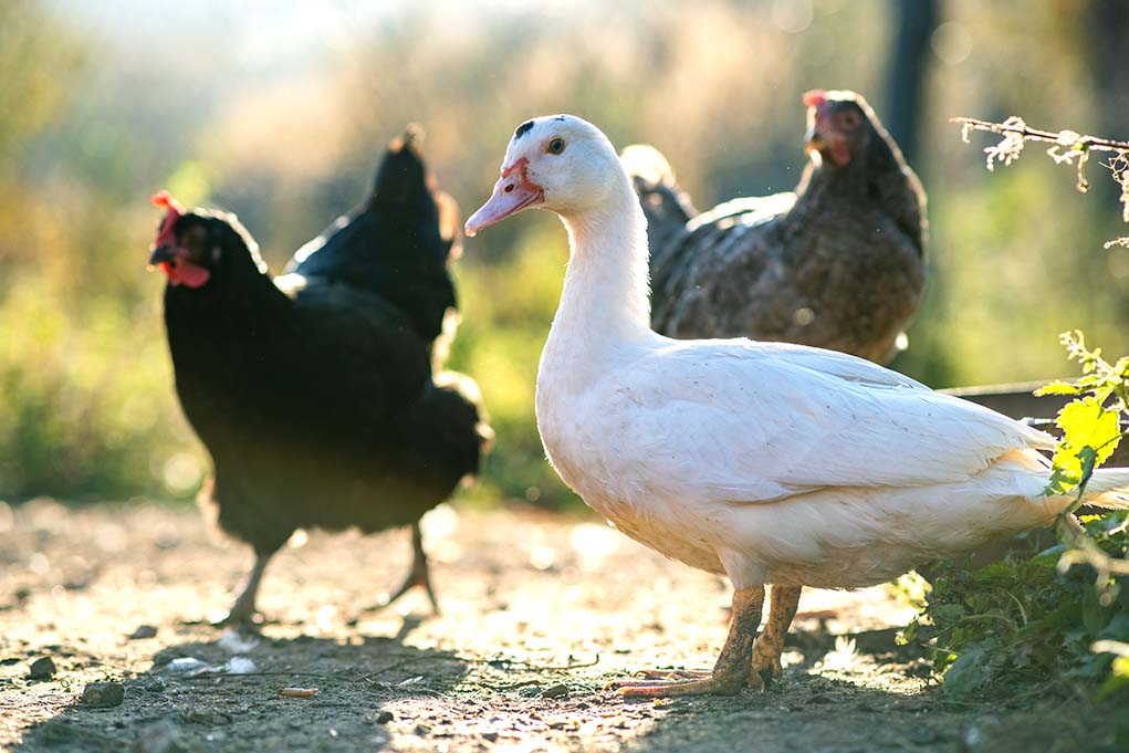 Perbedaan memelihara Bebek Dan Ayam