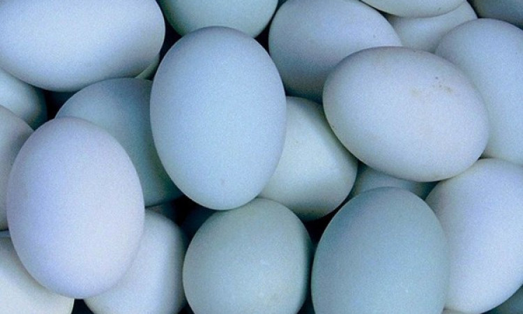10 Alasan Mengapa Telur Bebek Lebih Baik Dari Telur Ayam
