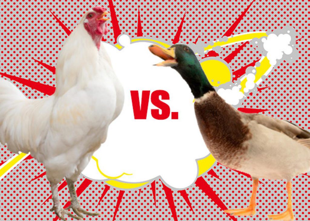 Alasan Mengapa Memelihara Bebek Lebih Baik Daripada Ayam