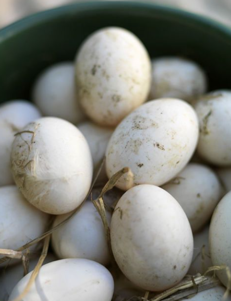 Apa yang harus dilakukan dengan telur bebek?