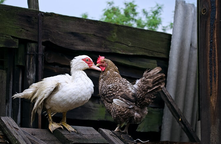 Perbedaan Bebek Dan Ayam