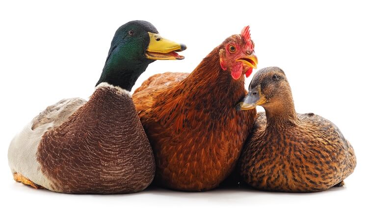Perbedaan Beternak Bebek Dan Ayam